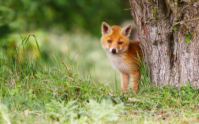 Small fox, cute animals, wild animals, foxes, forest, wildlife, HD  wallpaper | Peakpx