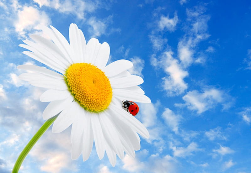Friends together can touch the sky, red, together, clouds, green, friendship, love, friends, blue, sunny day, forever friends, sky, thank you, ladybug, lady-bird, flower, sunshine, petals, white, daisy, HD wallpaper