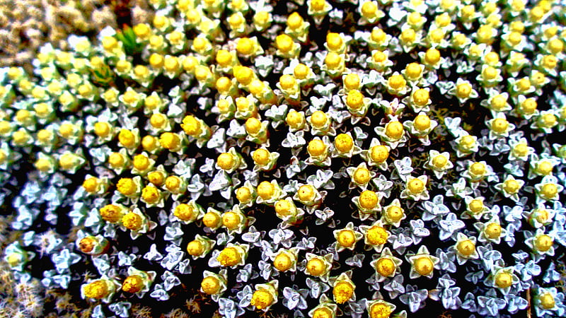 Lichen, flower, yellow, nature, HD wallpaper