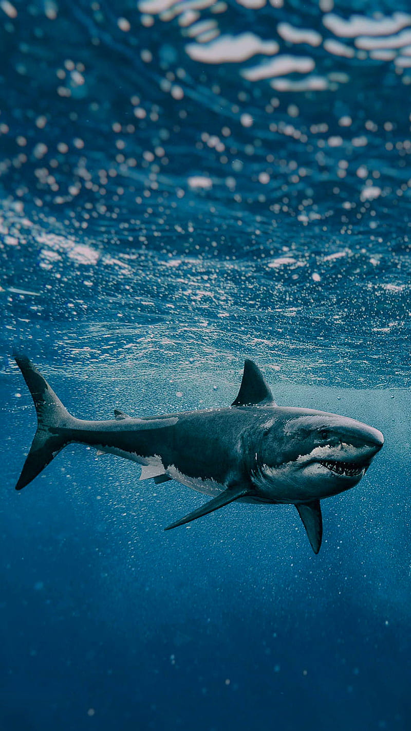Fish, Ocean, Shark wallpaper | FREE Download pics