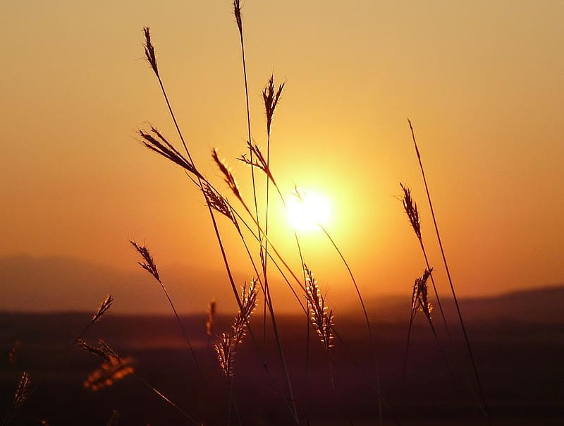 Sunset beauty, sun, bonito, sunset, sky, graphy, gold, beauty, nature, field, bulgaria, HD wallpaper