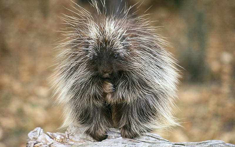 porcupine-Nature wild animals Featured, HD wallpaper