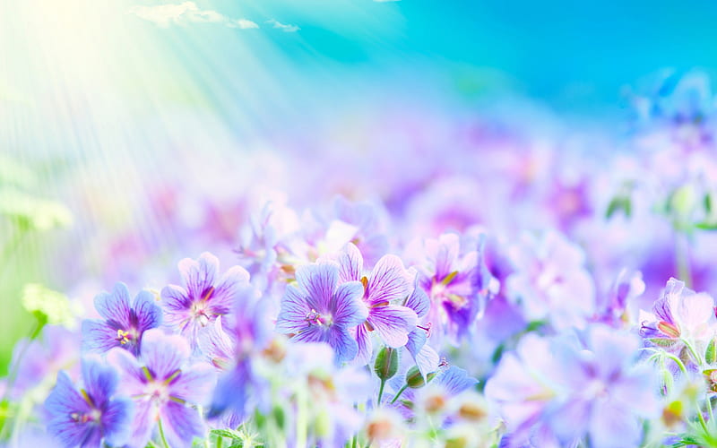 Summer, sun, turquoise, purple, flower, aqua, white, pink, light, blue, HD wallpaper