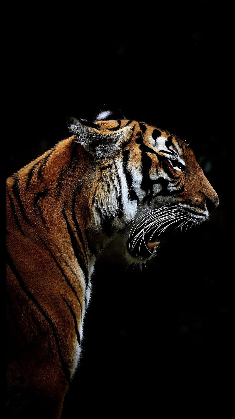 Angry tiger, animal, dark, mad, wild, HD phone wallpaper