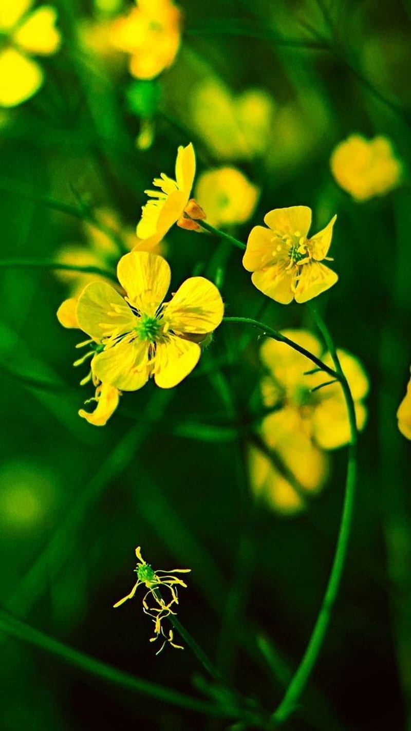 GREEN & YELLOW FLOWER , yellow & green, HD phone wallpaper
