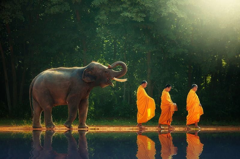 :), monk, water, orange, elephant, reflection, animal, HD wallpaper