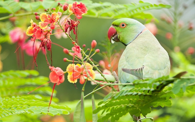 Parakeet, red, bird, green, flower, parrot, pink, HD wallpaper