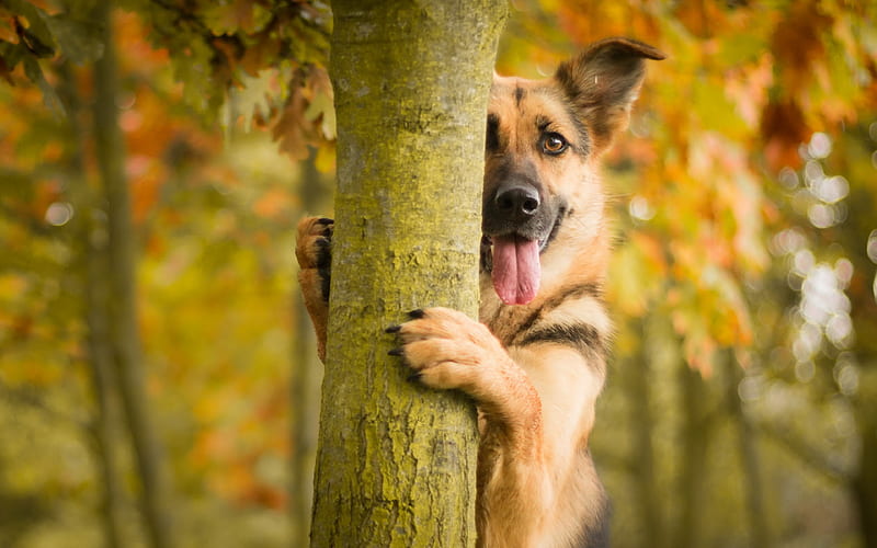 german shepherd forest, dogs, pets, cute animals, German Shepherd Dog, HD wallpaper