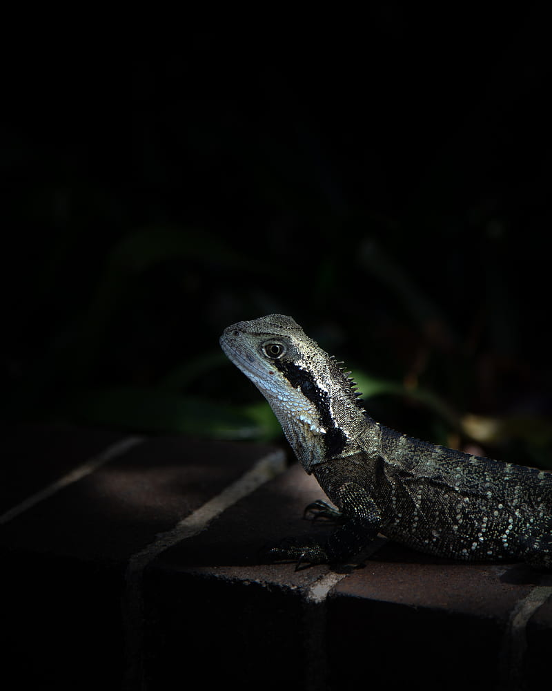 iguana, lizard, reptile, dark, HD phone wallpaper