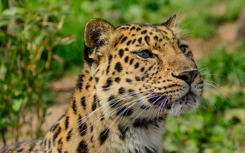 wild cat, zoo, far eastern leopard, leopards, HD wallpaper