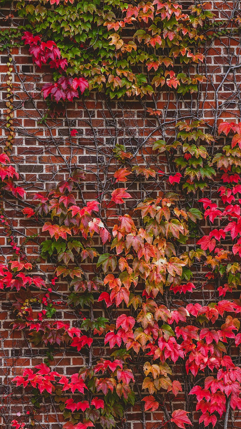 Wall of leaves, autumn, bonito, brick, green, nature, red, HD phone wallpaper
