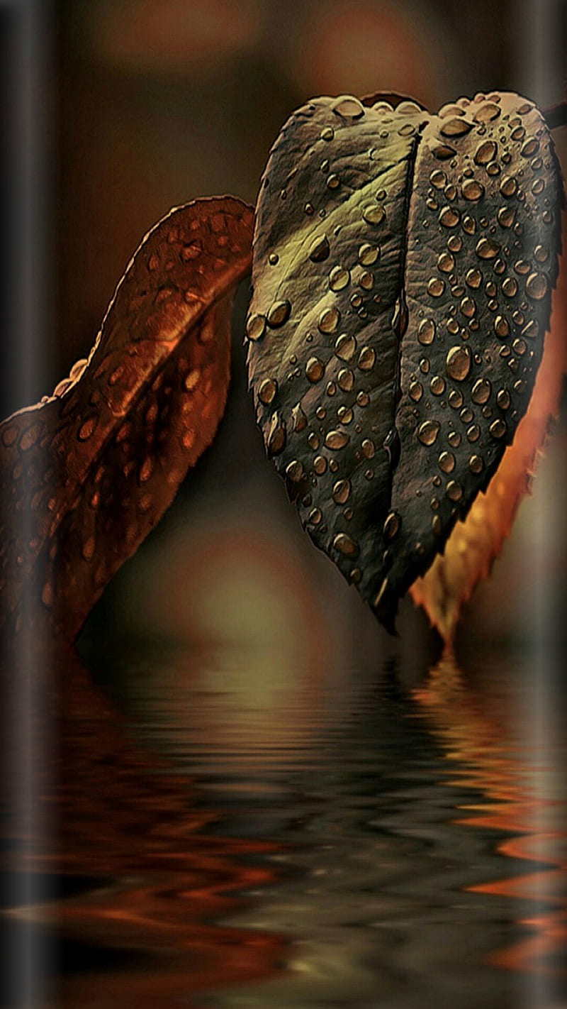 Leaves, brown, drops, edge style, orange, rain, s7, HD phone wallpaper ...