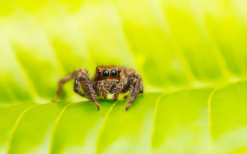 Spiders, Animal, Spider, Jumping Spider, HD wallpaper