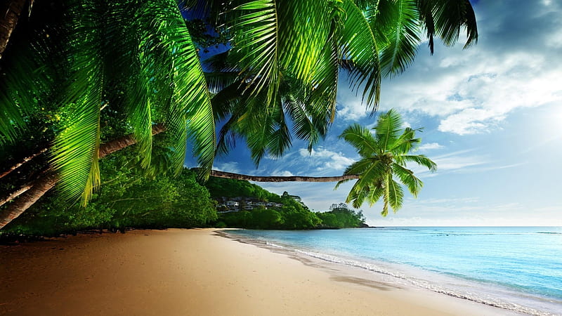 Sunny Beach, beach, shore, sunny, palm, nature, trees, sea, HD wallpaper