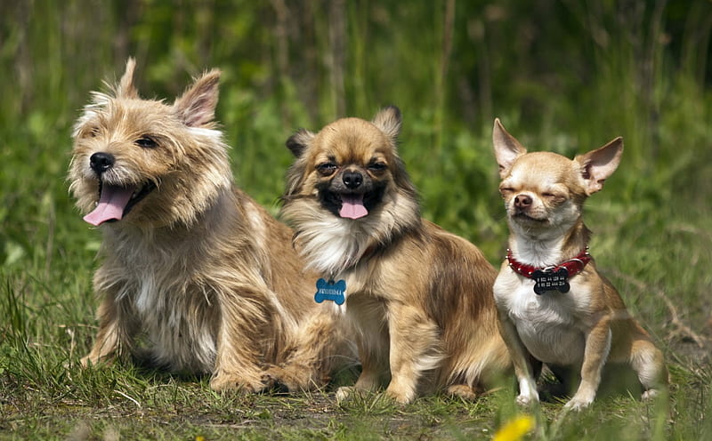 *** The Three Musketeers ...?***, gras, animals, dogs, dog, friends, HD wallpaper
