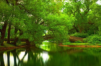 Tree Background Photos Download Free Tree Background Stock Photos  HD  Images