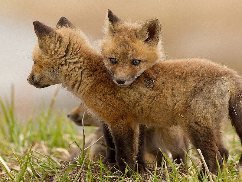 Three young foxes., fox, flower, cub, animal, play, HD wallpaper