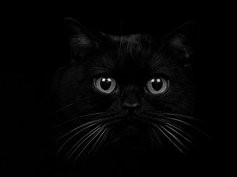 Here Kitty, Kitty, Abstract, Black, Cat, Eyes, HD wallpaper | Peakpx