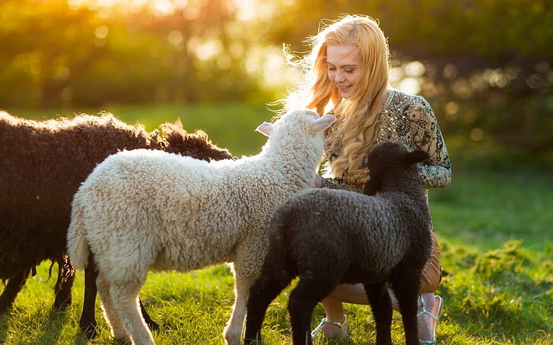 All cuties, Girl, Sheep, Nature, Animals, HD wallpaper | Peakpx All cuties, Girl, Sheep, Nature, Animals, HD wallpaper | Peakpx