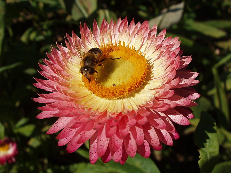 bee on flower-flowers, HD wallpaper
