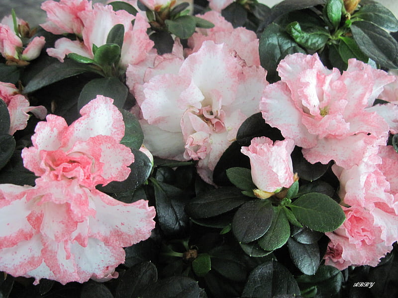 Pink flowers in my kitchen, leaves, graphy, green, Flowers, pink, HD wallpaper