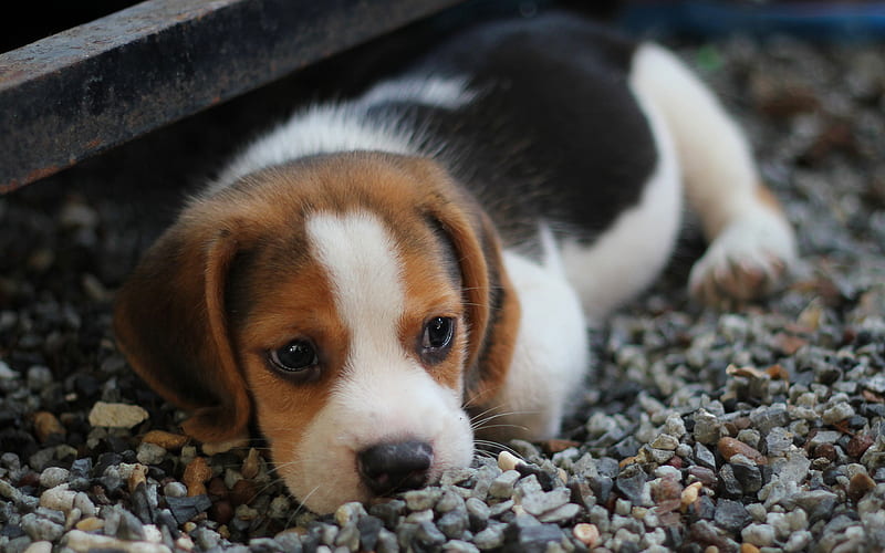 beagle, puppy, pets, cute animals, dogs, beagles, HD wallpaper