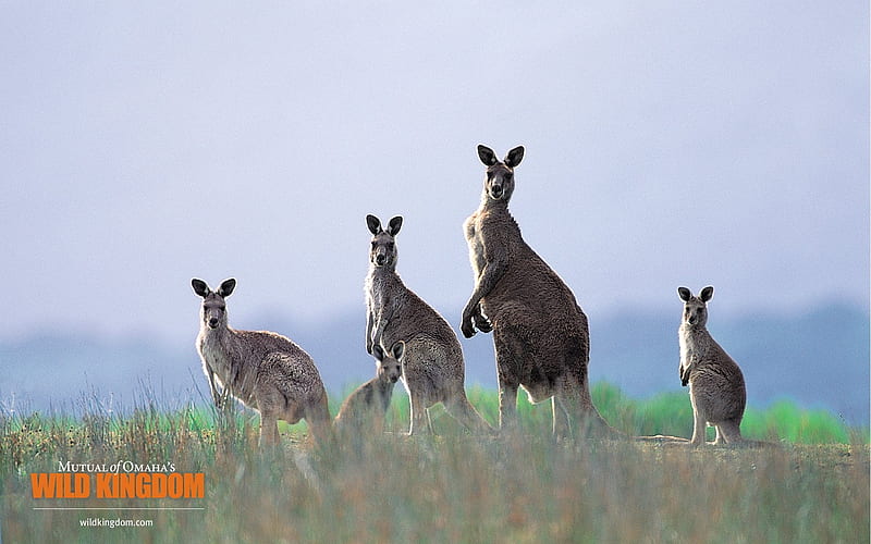 Kangaroo, HD wallpaper
