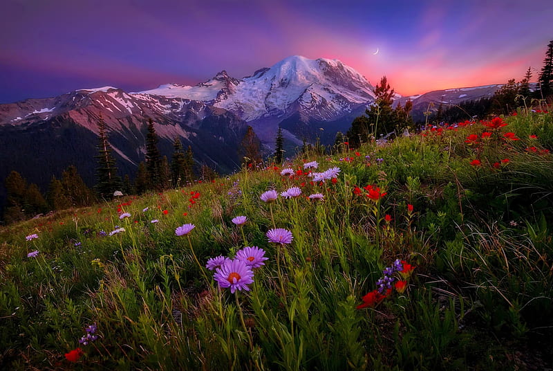 Mount Rainier wildflowers, hills, mountain, wildflowers, bonito, sunset, sky, Mount Rainier, HD wallpaper