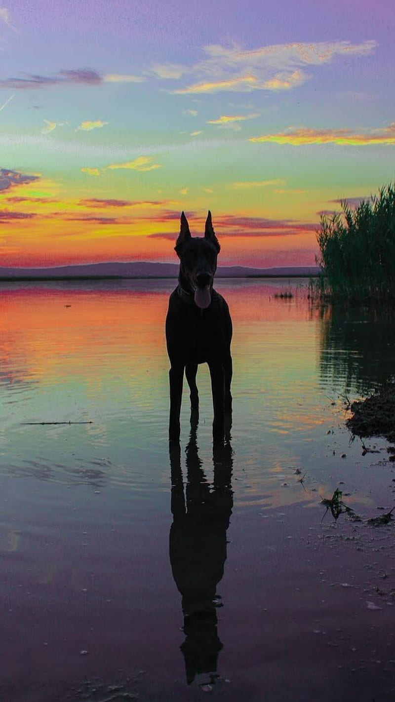 Doberman, dog, sunset, sky, dogs, HD phone wallpaper