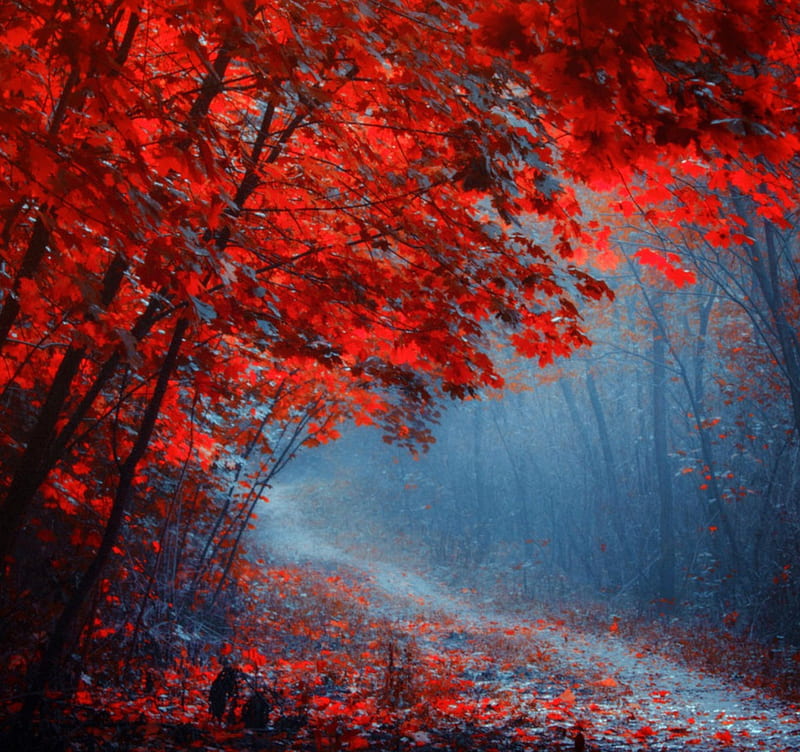 ✫When Red Leaves Fall✫, fall, wonderful, stunning, splendid, bonito,  graphy, HD wallpaper | Peakpx