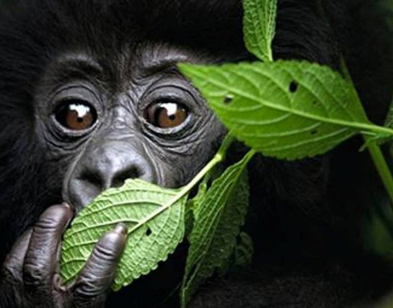 Leaves are my favorite food. , Leaves, David, Yarrow, Monkey, HD wallpaper