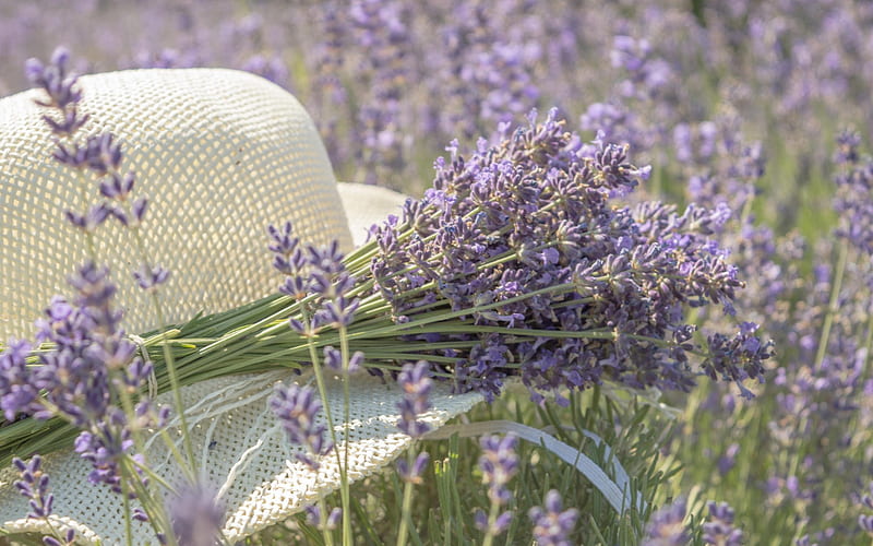 field flowers, lavender, summer hat, purple flowers, HD wallpaper