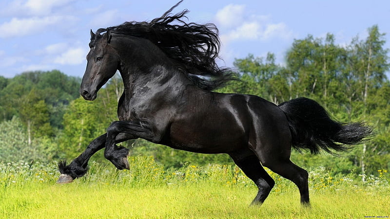 Black Fury, stallion, black, bonito, animals, horses, HD wallpaper