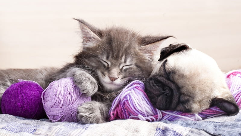 Kitten and puppy, caine, cat, animal, cute, ball, purple, wool, kitten, pink, couple, pisica, puppy, dog, HD wallpaper