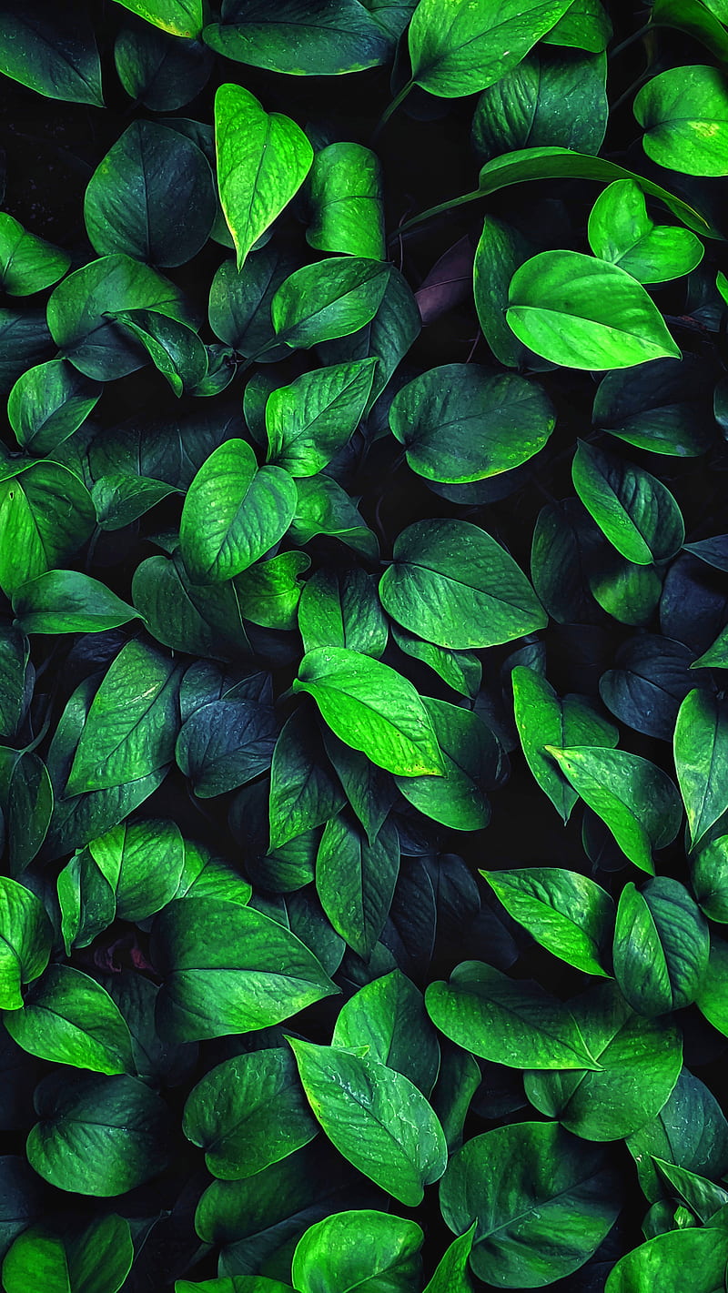 Leaf, green, minimal, nature, tree, HD phone wallpaper | Peakpx