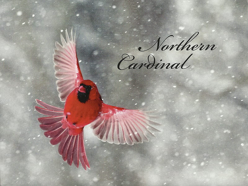 Northern Cardinal - Bird 1 graphy, bird, redbird, avian, wildlife, animal, cardinal, HD wallpaper