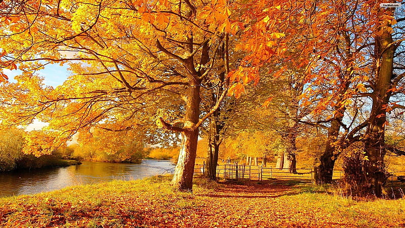 Autumn Grove, forest, autumn, grove, nature, trees, lake, HD wallpaper ...