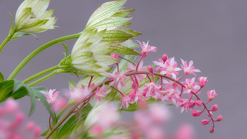 Heucherella & Astrantia, green, flowers, nature, bonito, astrantia, white, heucherella, pink, HD wallpaper
