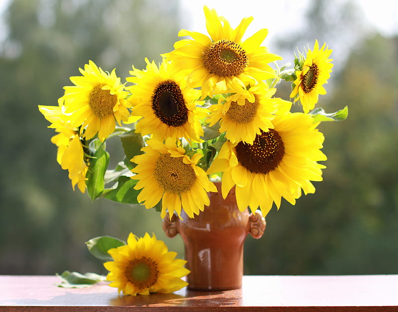 Sunflowers, vase, still life, flowers, HD wallpaper | Peakpx