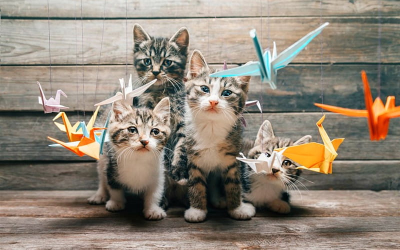 Four Kittens, cute, origami, cat, animals, HD wallpaper | Peakpx