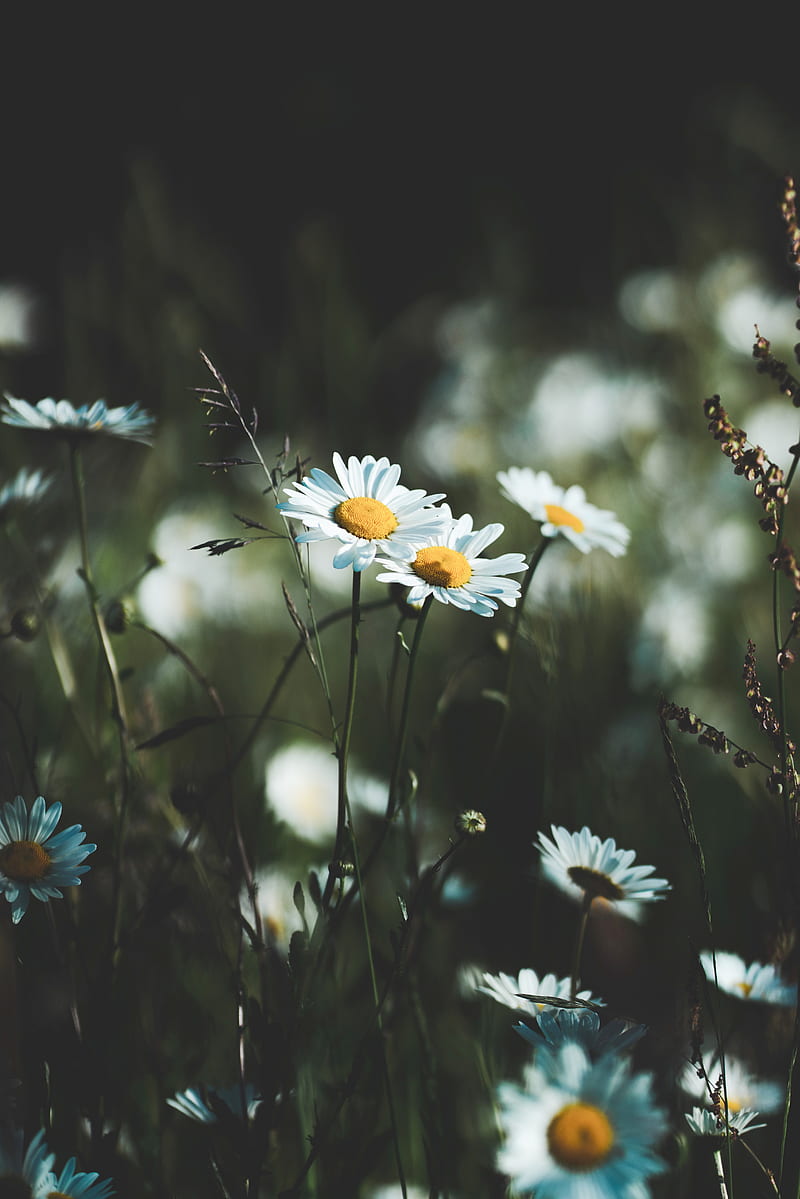 daisies, flowers, wildflowers, grass, HD phone wallpaper