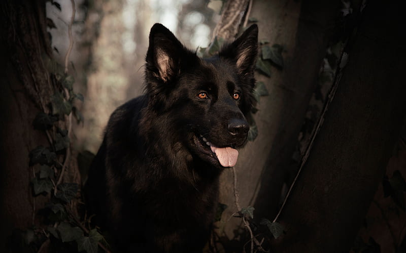 Black German Shepherd, forest, bokeh, cute animals, close-up, German Shepherd, dogs, black dog, German Shepherd Dog, HD wallpaper