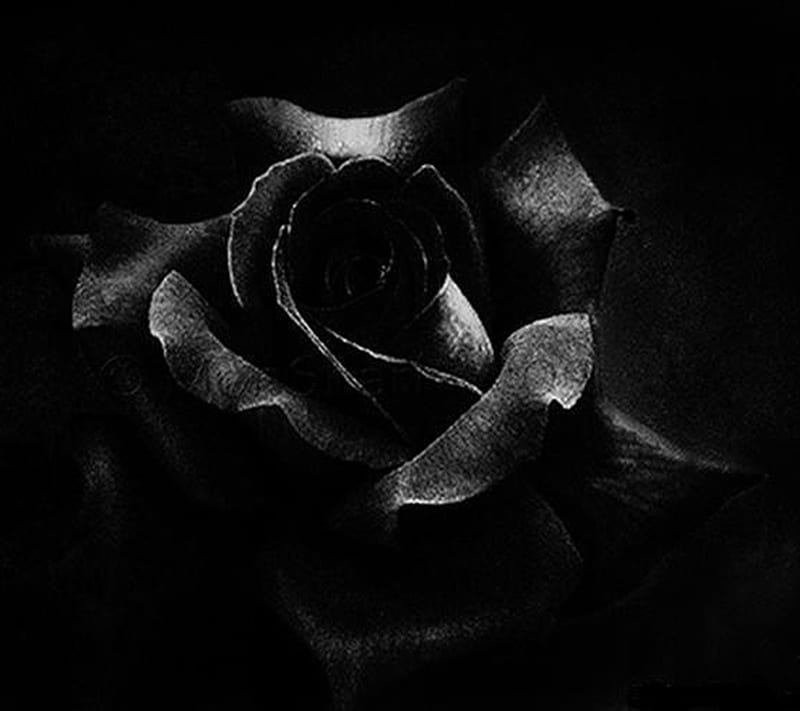 Black Rose, HD wallpaper | Peakpx