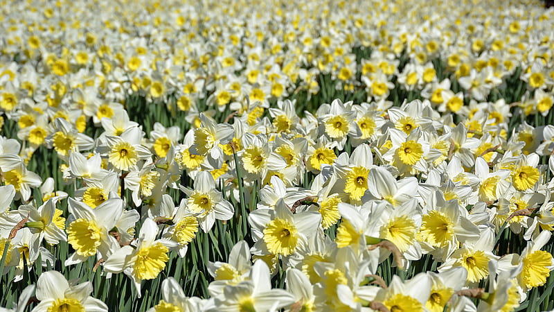 White Yellow Daffodil Flowers Field During Daytime Flowers, HD wallpaper