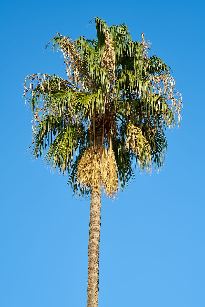 of Coconut Tree During Daytime, HD phone wallpaper