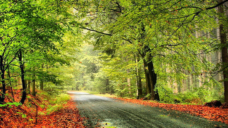 Road to Heaven, forest, autumn, nature, trees, sky, HD wallpaper