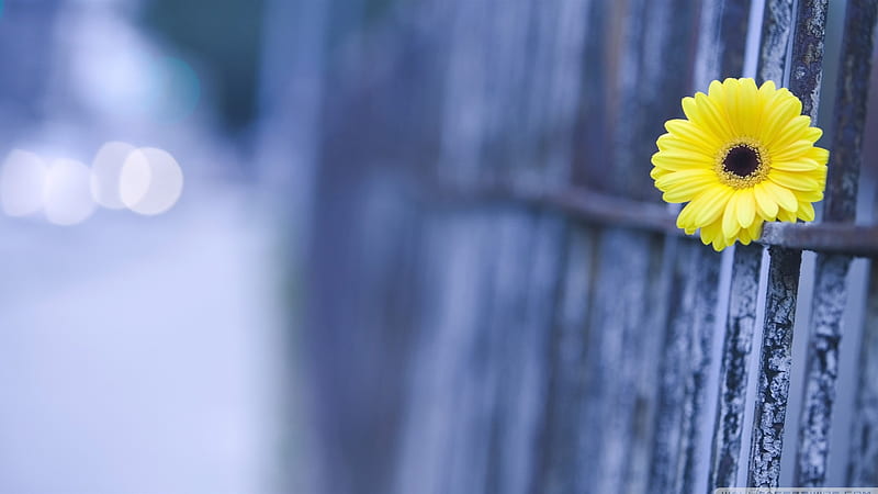 yellow gerbera-Colorful-Flowers, HD wallpaper