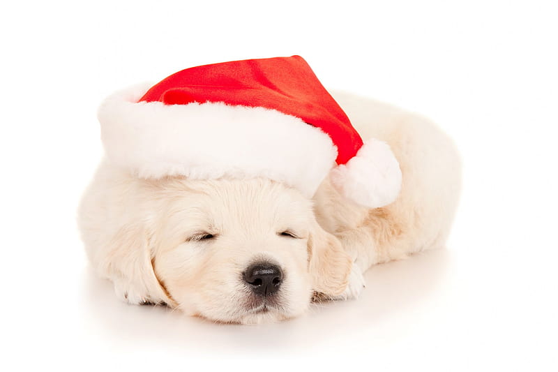 Sleepy Puppy, bonito, adorable, xmas, sweet, dog face, puppies, christmas dog, beauty, face, sleepy, animals, dog, puppy, lovely, christmas, sleeping, hat, cute, santa, merry christmas, dogs, HD wallpaper