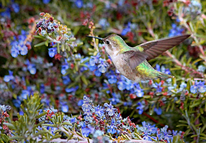 Hummingbird in Flight, flowers, nature, hummingbird, rosemary, beauty, HD wallpaper