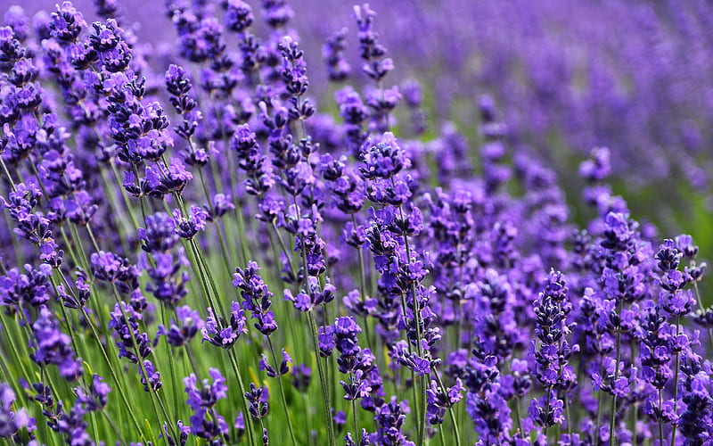 Lavender Flower Purple 2020 High Quality graphy, HD wallpaper | Peakpx